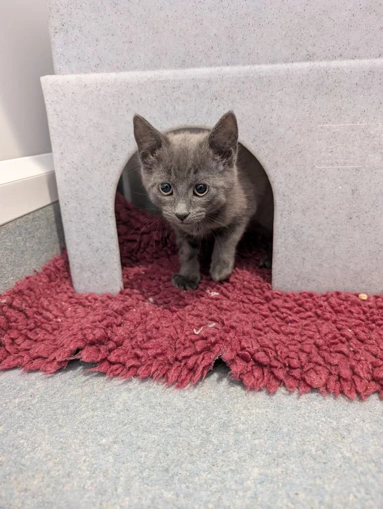 Asher, male puppy Mixed Breed Cat for adoption at RSPCA Coventry and District Branch