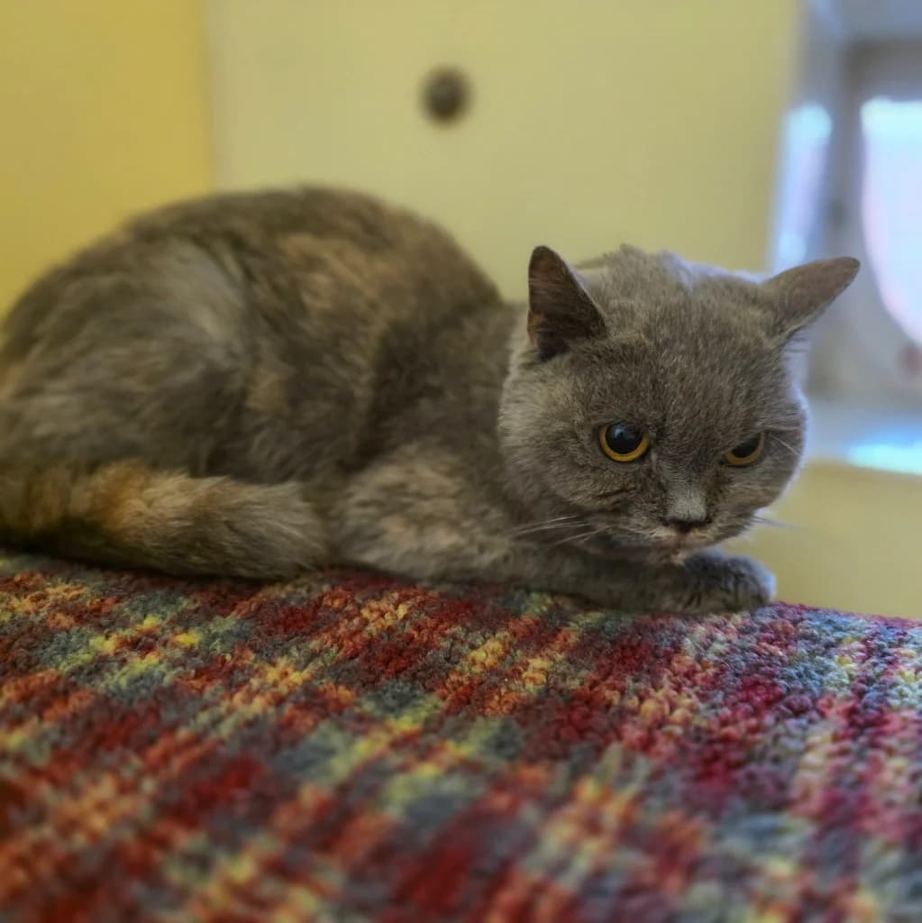 Clemmie, female 7yo Mixed Breed Cat for adoption at RSPCA Coventry and District Branch