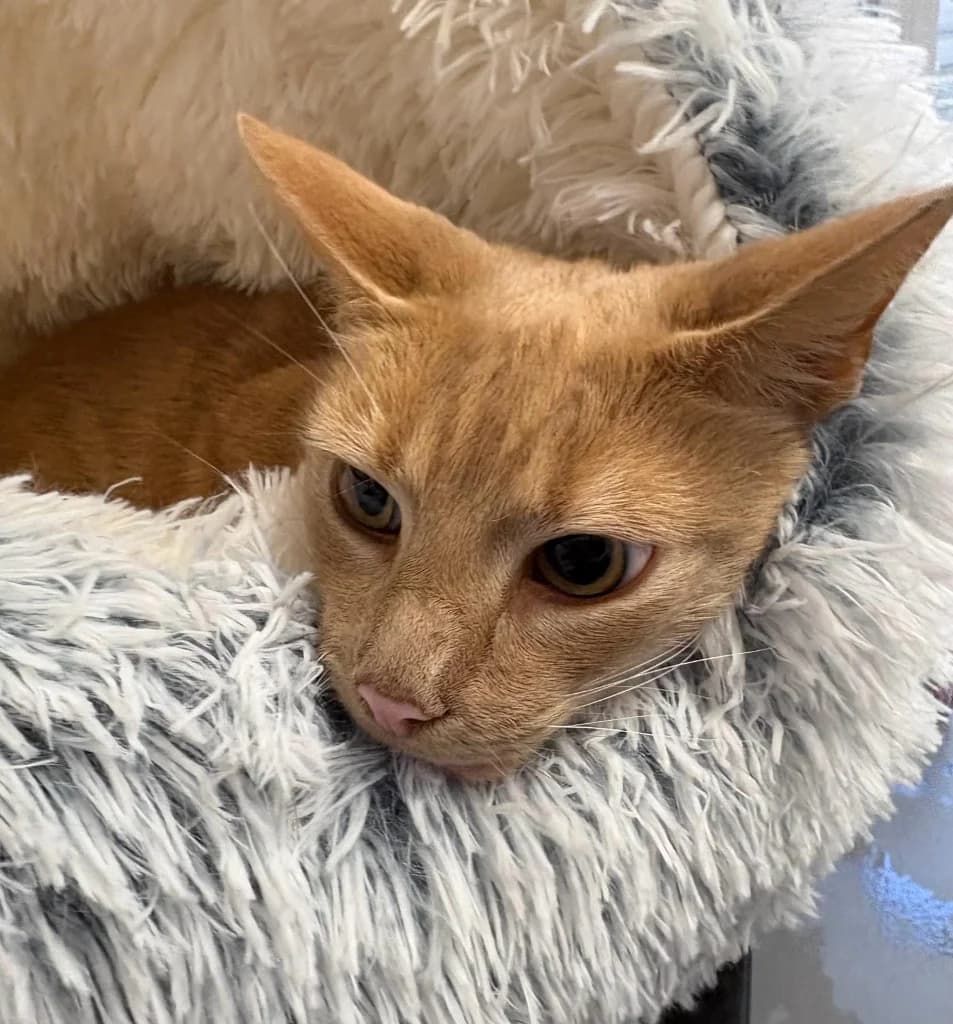 Tinie, male 3yo Mixed Breed Cat for adoption at RSPCA Coventry and District Branch