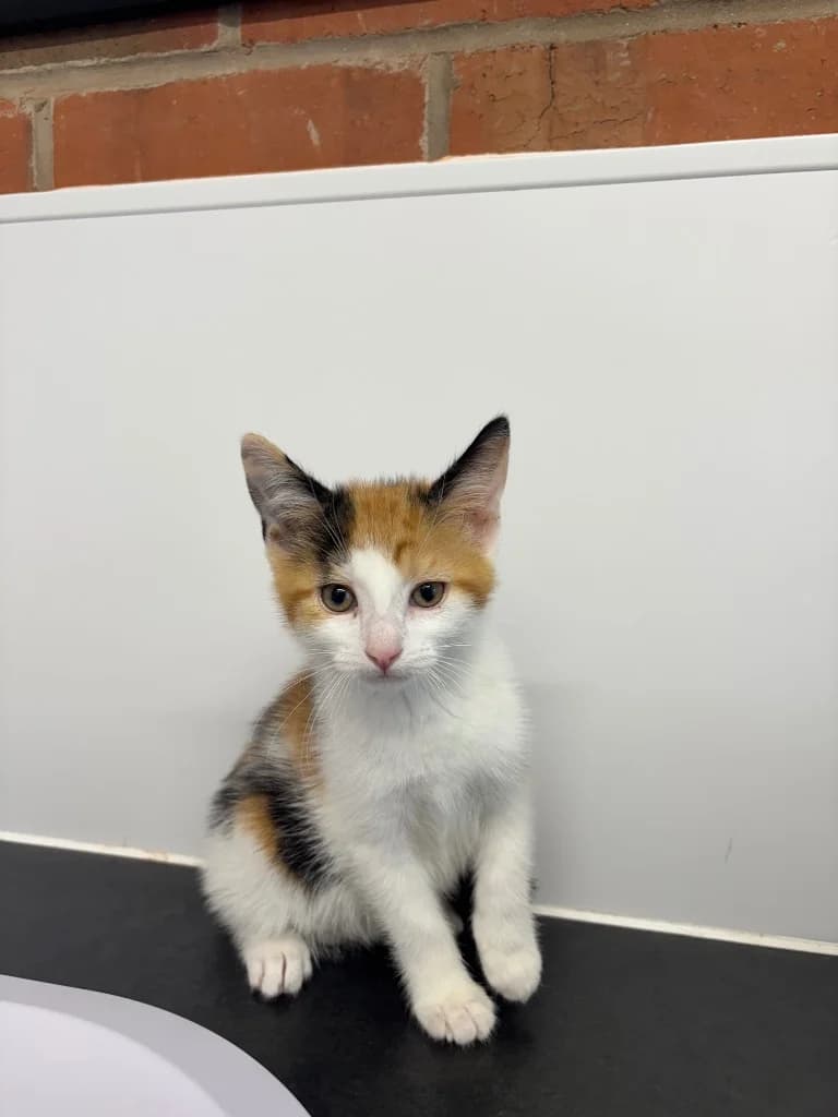 Squirt, female puppy Mixed Breed Cat for adoption at RSPCA Coventry and District Branch
