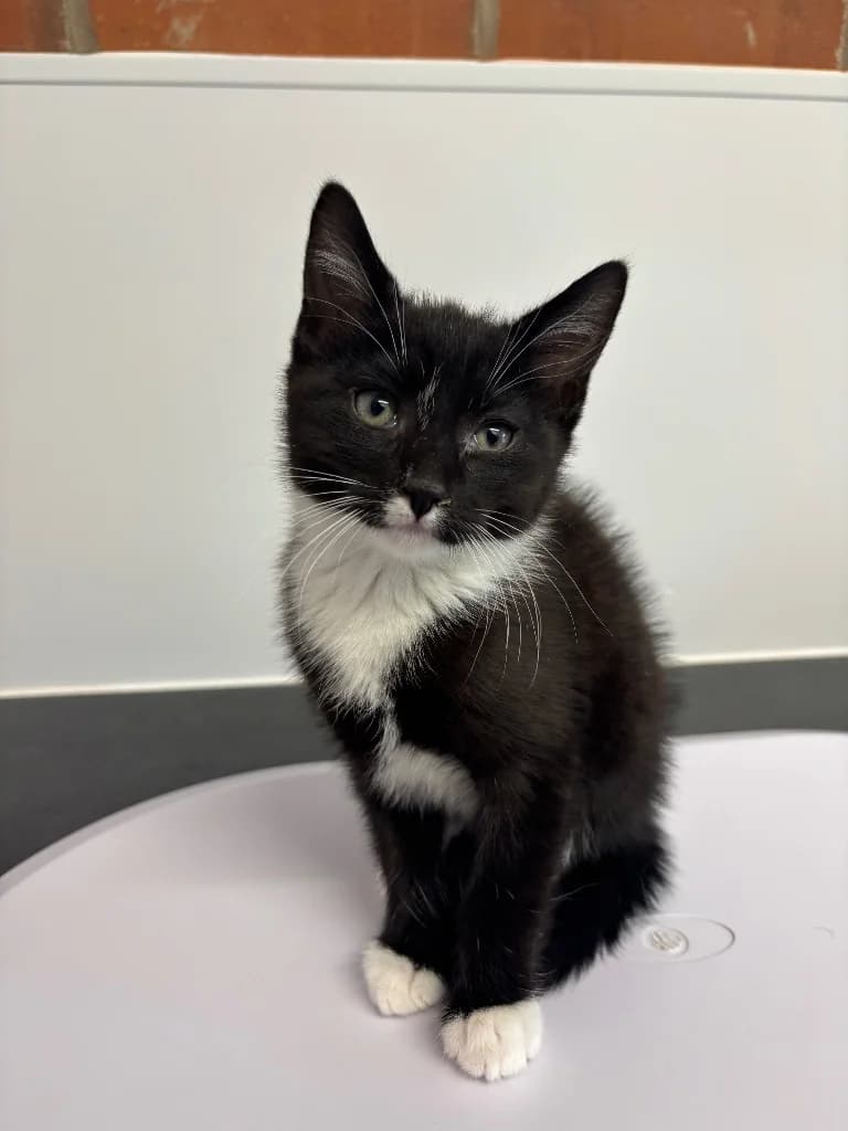 Scout, female puppy Mixed Breed Cat for adoption at RSPCA Coventry and District Branch