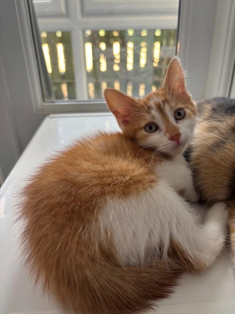 Spice, male puppy Mixed Breed Cat for adoption at RSPCA Coventry and District Branch