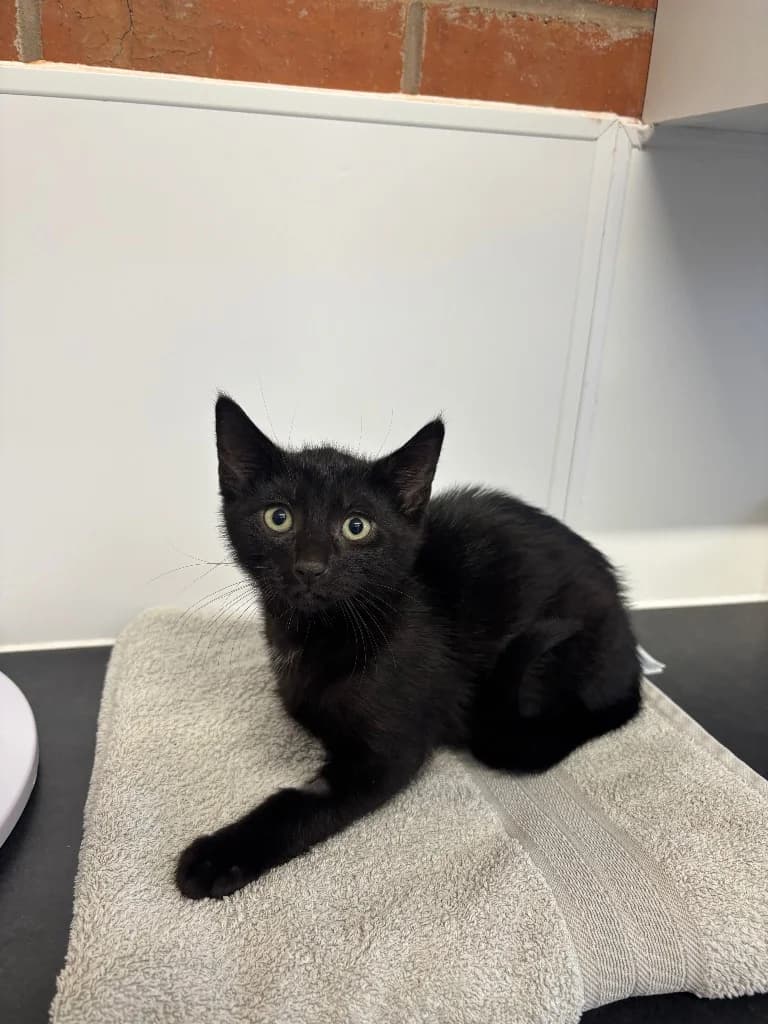 Pasta, male puppy Mixed Breed Cat for adoption at RSPCA Coventry and District Branch