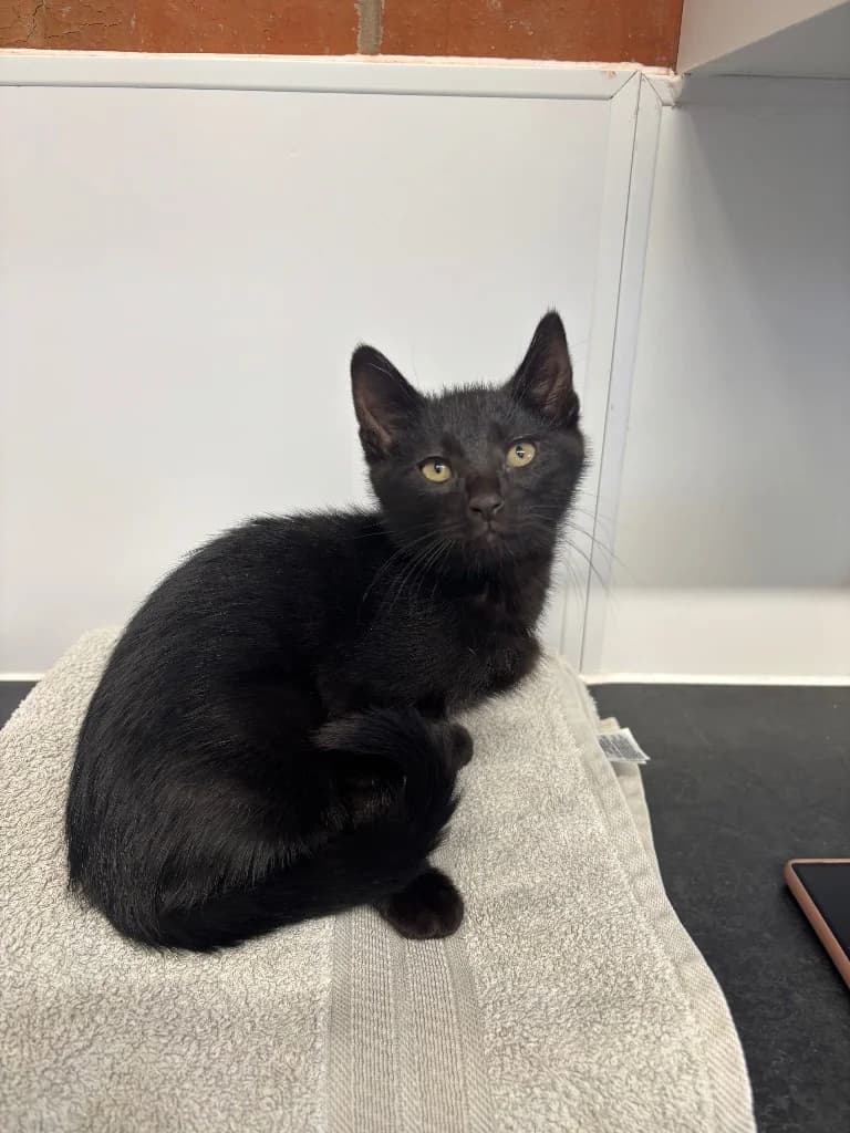Tom, male puppy Mixed Breed Cat for adoption at RSPCA Coventry and District Branch