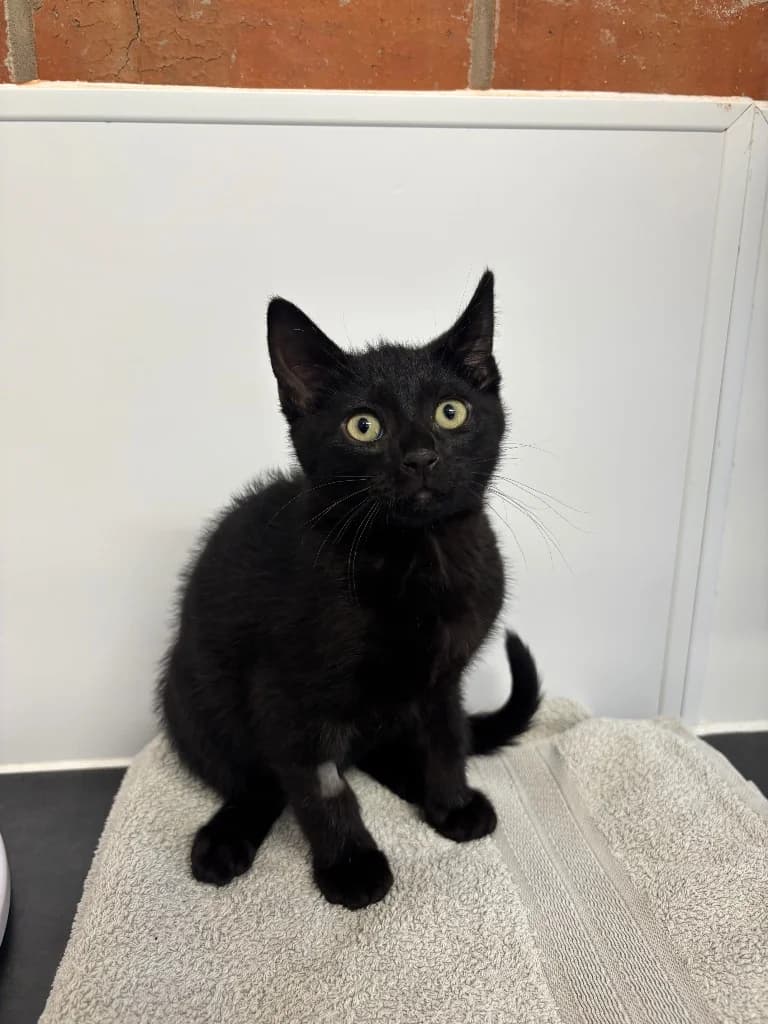 Courgette, male puppy Mixed Breed Cat for adoption at RSPCA Coventry and District Branch
