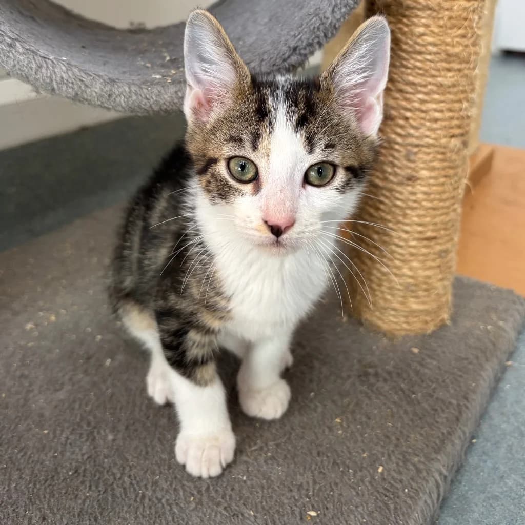 Lotus, male puppy Mixed Breed Cat for adoption at RSPCA Coventry and District Branch