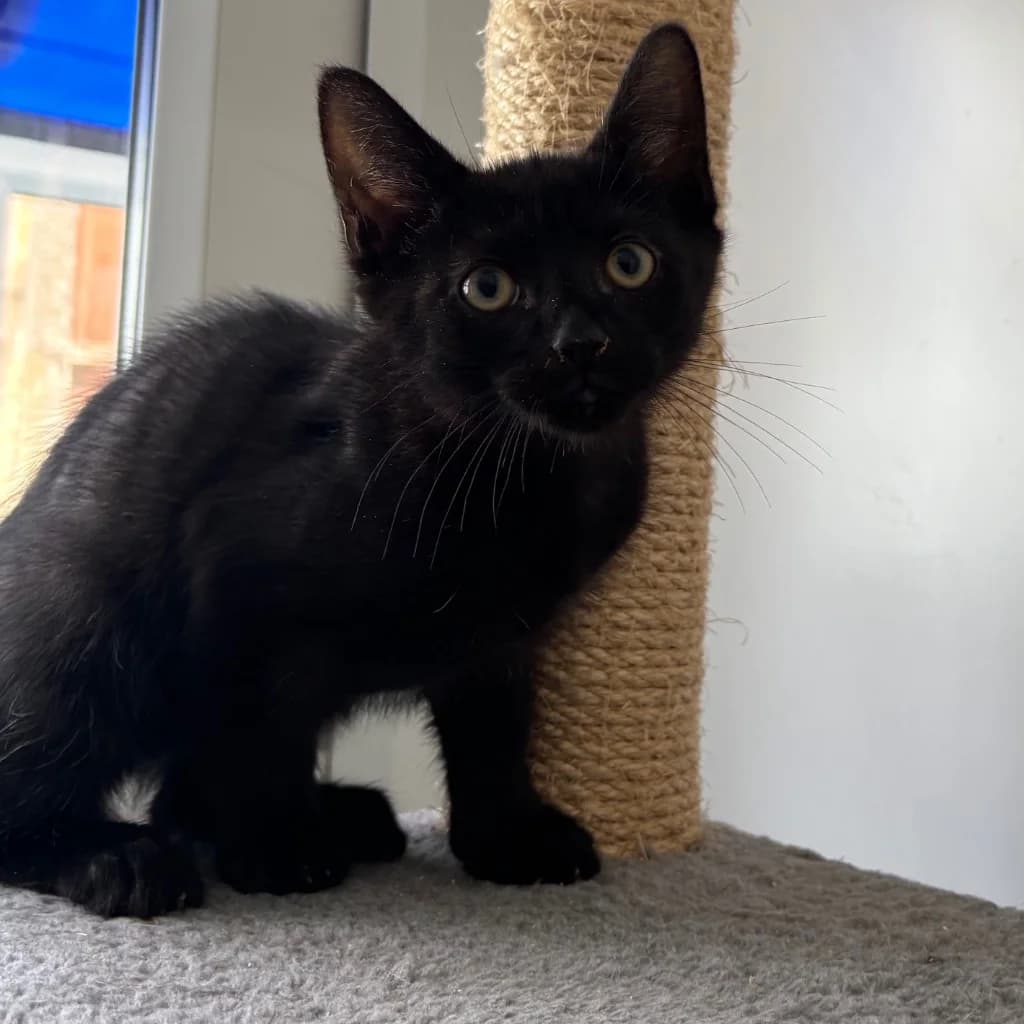 Peony, male puppy Mixed Breed Cat for adoption at RSPCA Coventry and District Branch