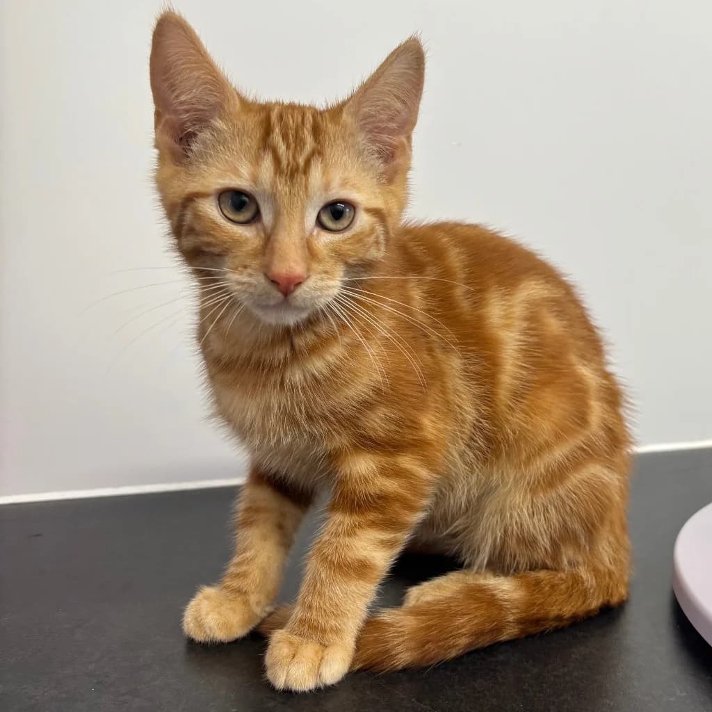 Butternut, male puppy Mixed Breed Cat for adoption at RSPCA Coventry and District Branch
