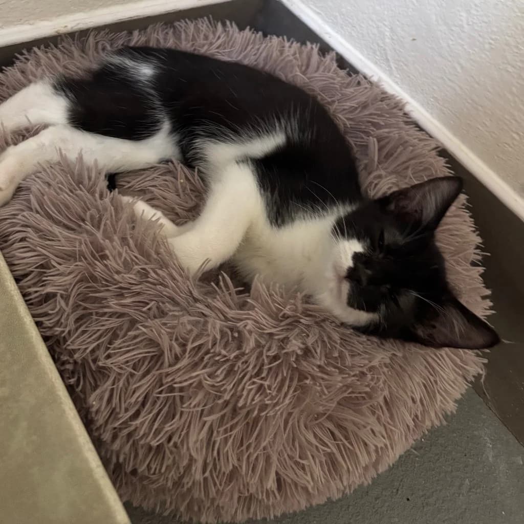Pineapple, male puppy Mixed Breed Cat for adoption at RSPCA Coventry and District Branch