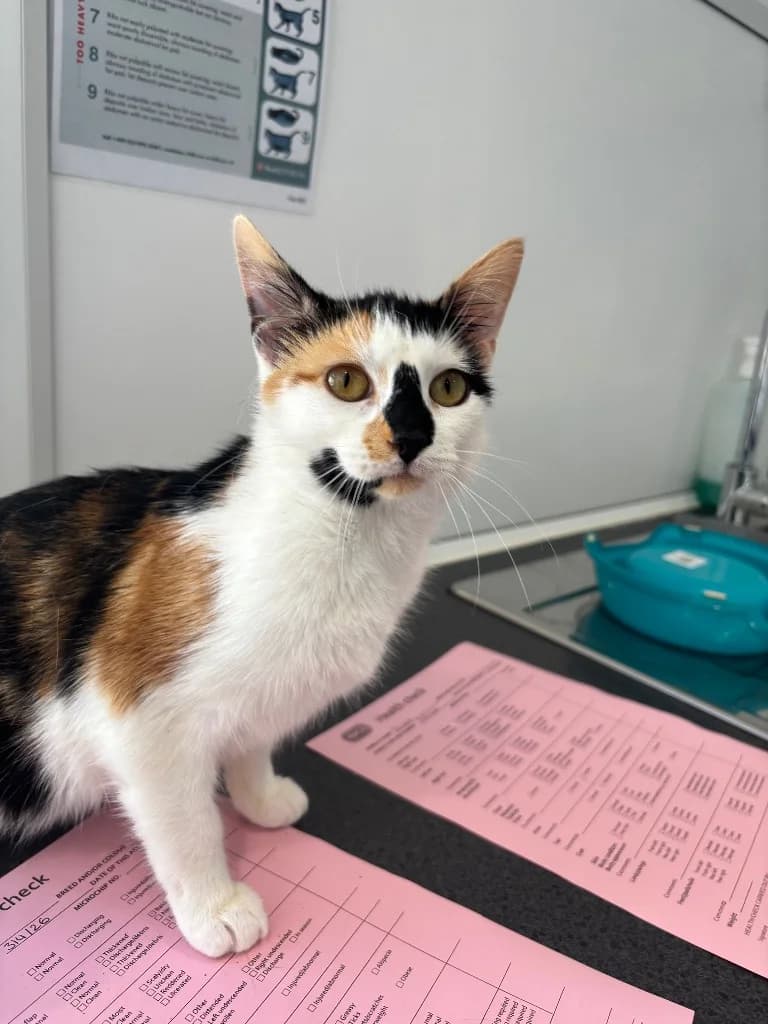 Angel, female young Mixed Breed Cat for adoption at RSPCA Coventry and District Branch