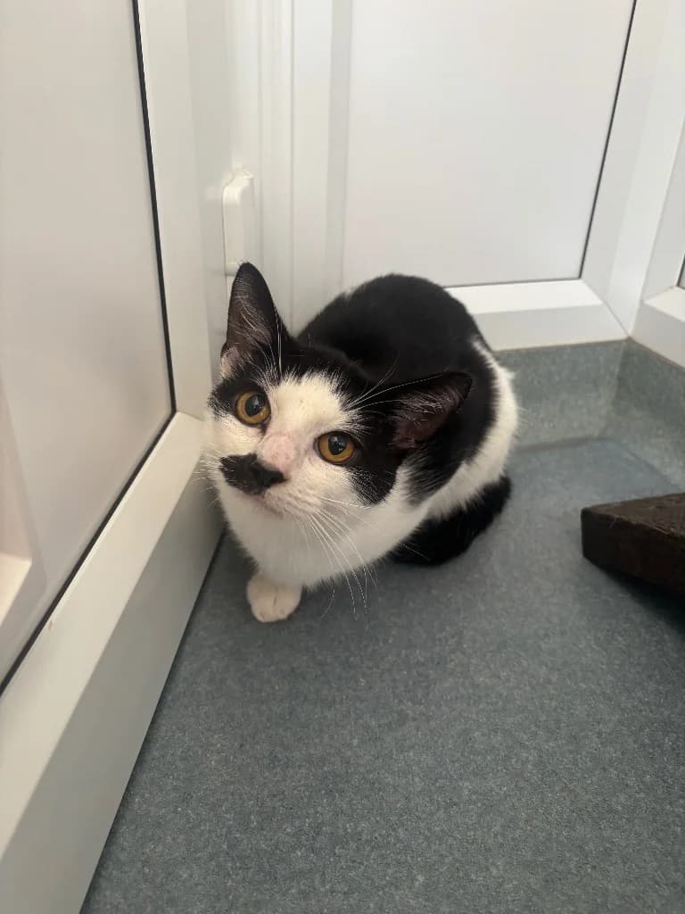 Silas, male young Mixed Breed Cat for adoption at RSPCA Coventry and District Branch