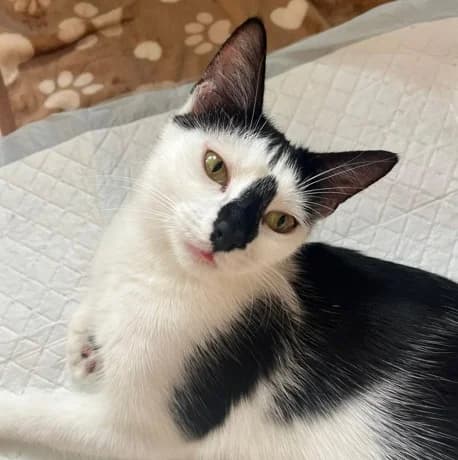 Ana, female young Mixed Breed Cat for adoption at RSPCA Coventry and District Branch