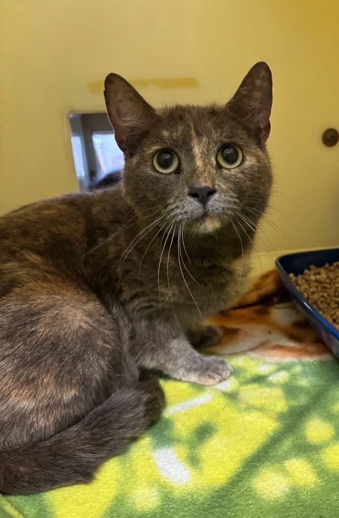 Penny, female young Mixed Breed Cat for adoption at RSPCA Coventry and District Branch