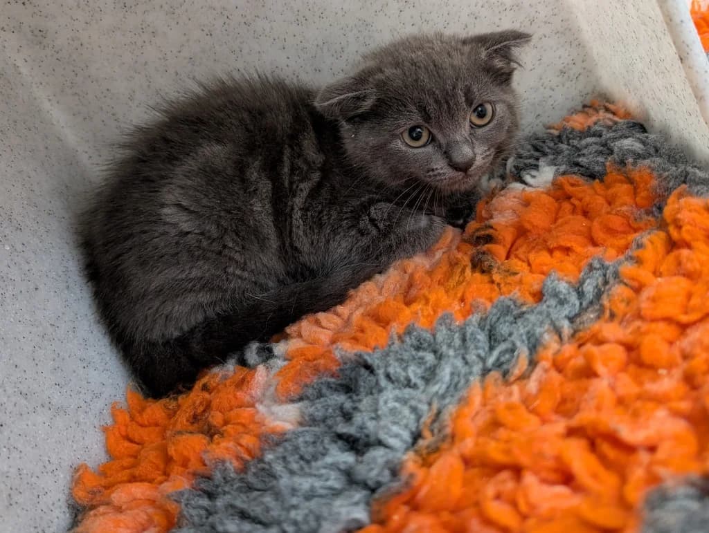 Biscuits, female puppy Mixed Breed Cat for adoption at RSPCA Coventry and District Branch