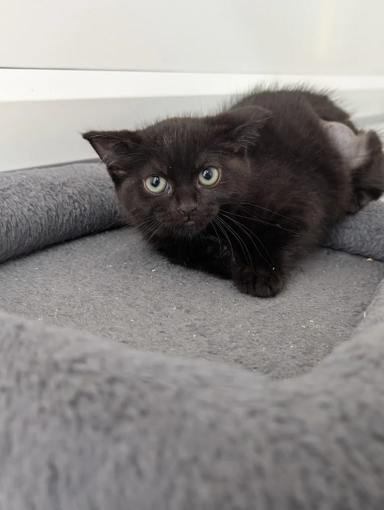 Holly, female puppy Mixed Breed Cat for adoption at RSPCA Coventry and District Branch