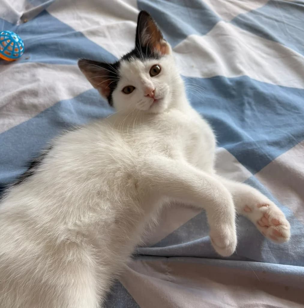 Sven, male puppy Mixed Breed Cat for adoption at RSPCA Coventry and District Branch