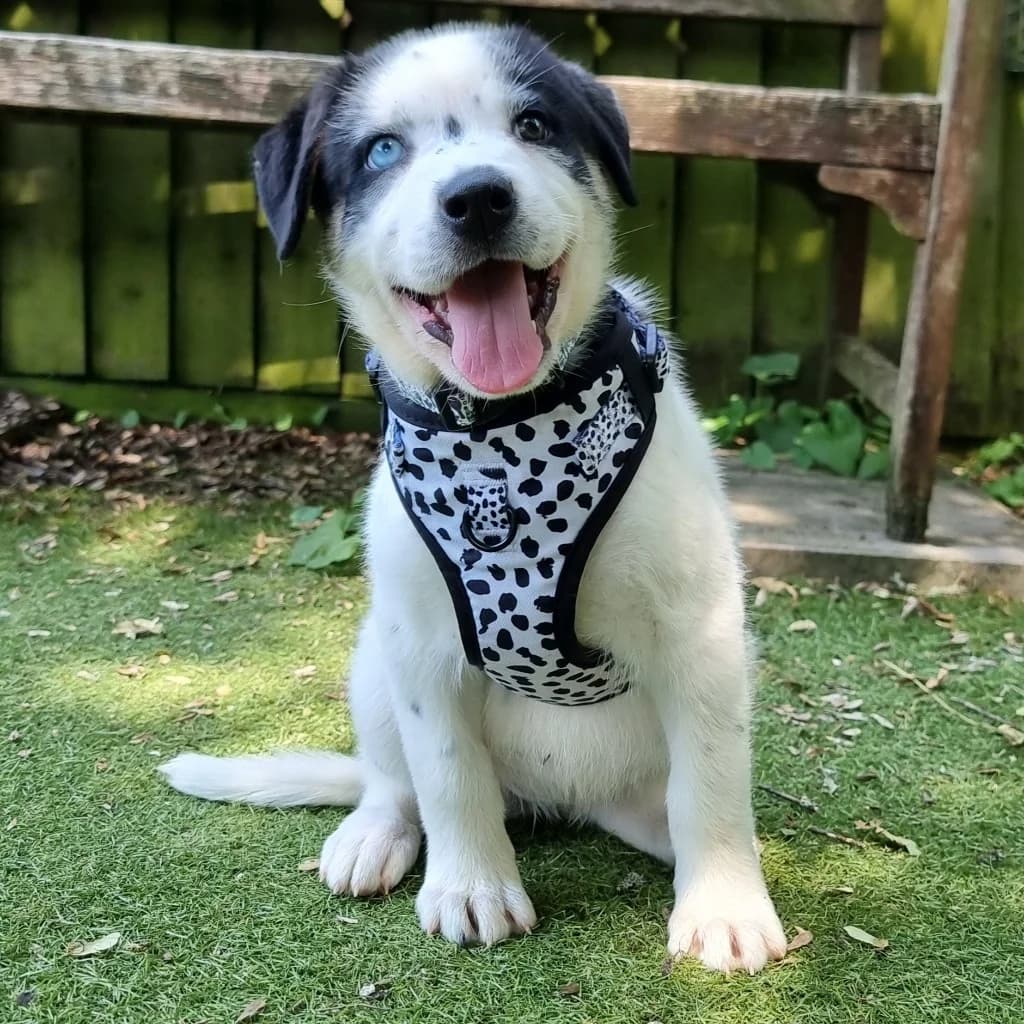 Jessie, female puppy Husky for adoption at RSPCA Coventry and District Branch