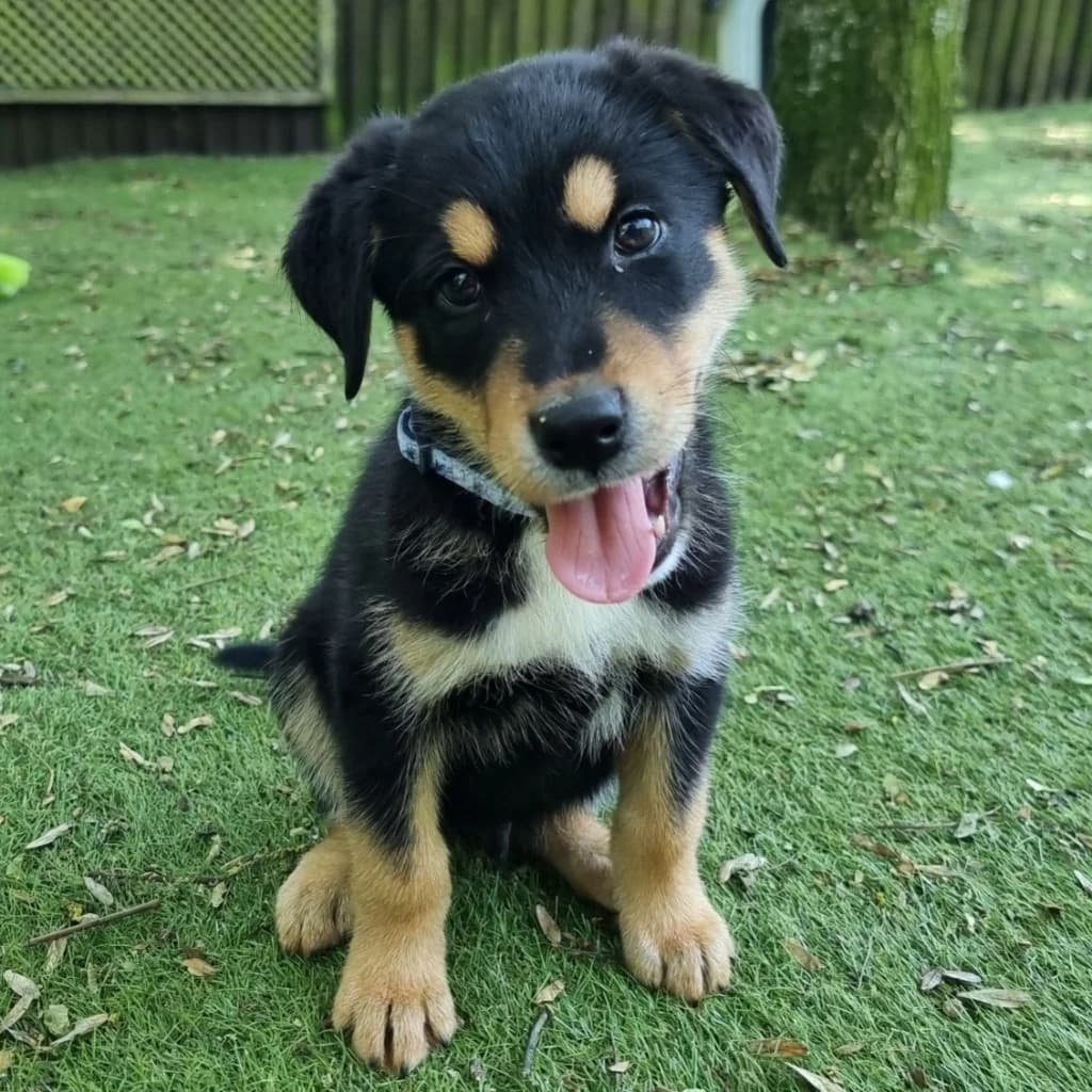John, male puppy Husky for adoption at RSPCA Coventry and District Branch