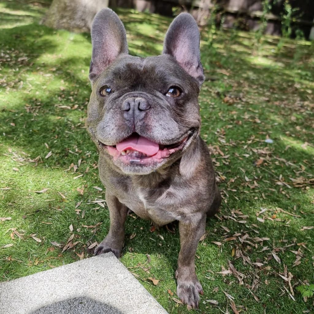 Louie, male 4yo English Bulldog for adoption at RSPCA Coventry and District Branch