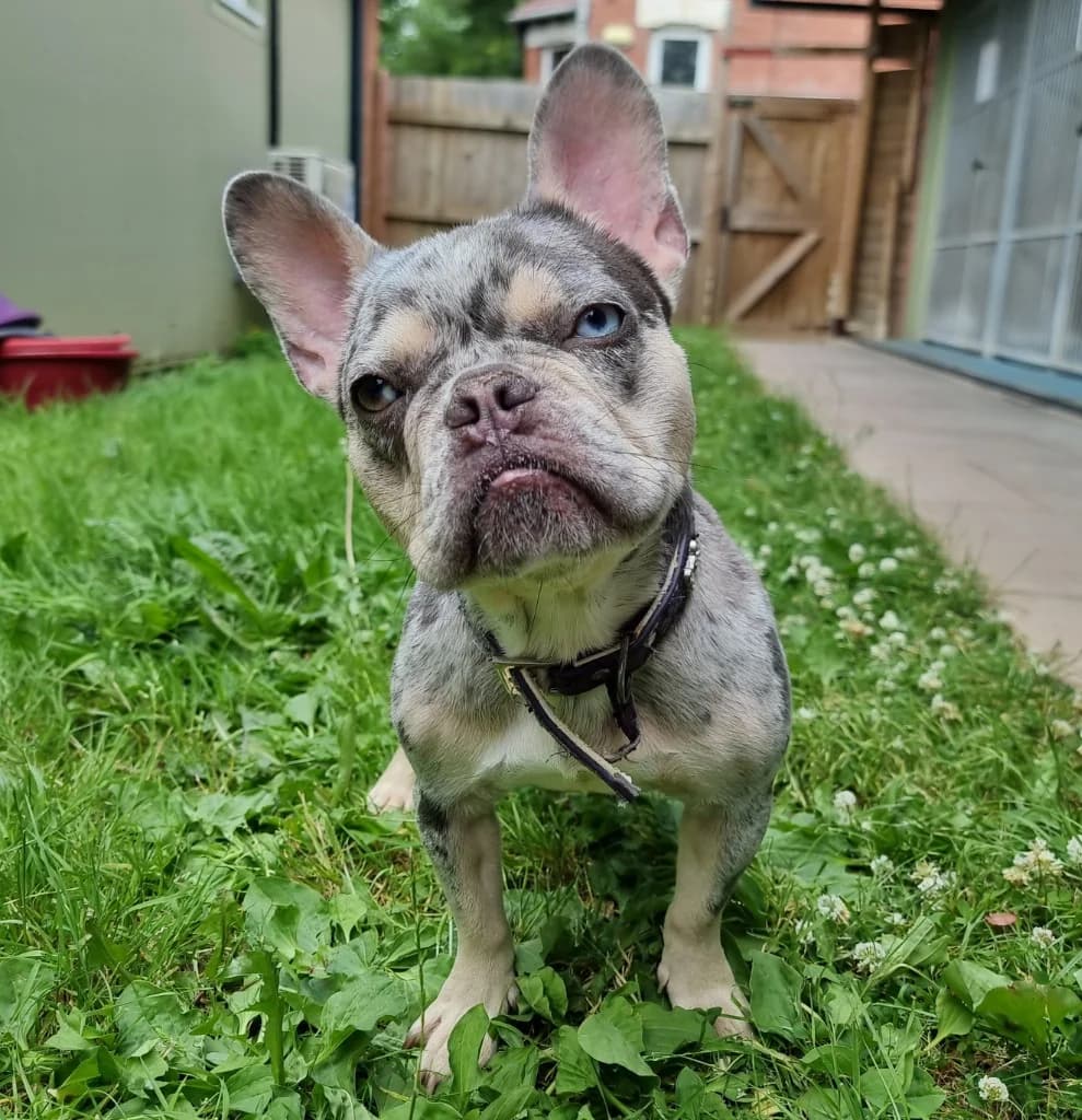 Skye, female young English Bulldog for adoption at RSPCA Coventry and District Branch