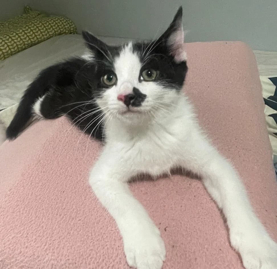 Flower, female puppy Mixed Breed Cat for adoption at RSPCA Coventry and District Branch