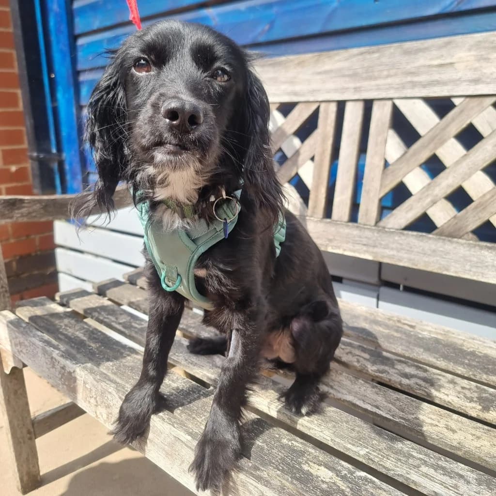 Barley, male young Cocker Spaniel for adoption at RSPCA Coventry and District Branch
