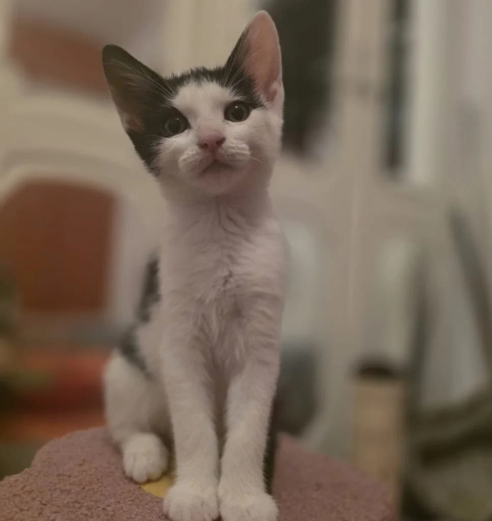 Elmo, male puppy Mixed Breed Cat for adoption at RSPCA Coventry and District Branch