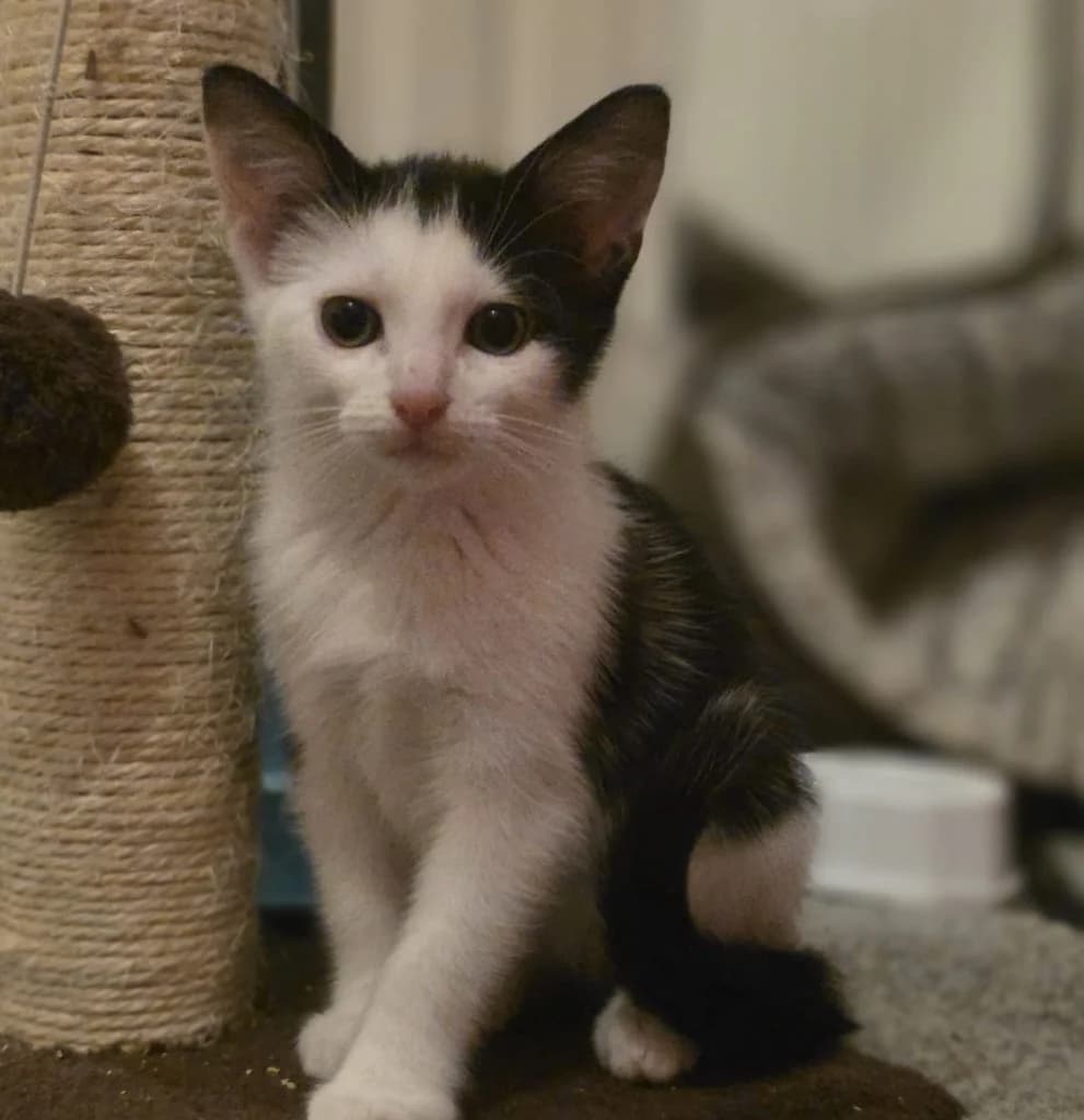 Evita, female puppy Mixed Breed Cat for adoption at RSPCA Coventry and District Branch