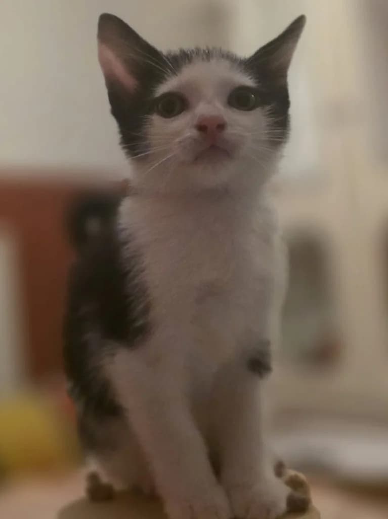 Evan, male puppy Mixed Breed Cat for adoption at RSPCA Coventry and District Branch