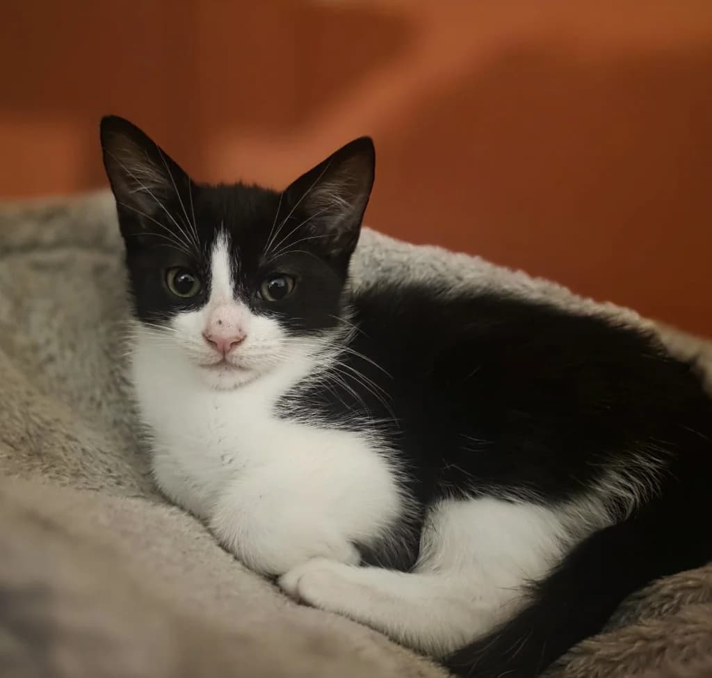 Elliott, male puppy Mixed Breed Cat for adoption at RSPCA Coventry and District Branch