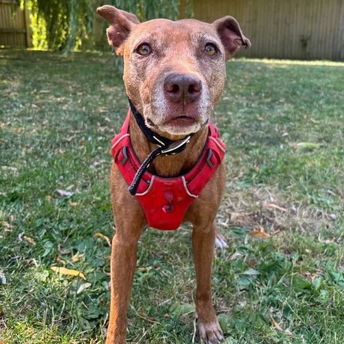 Nya, female senior Staffordshire Bull Terrier for adoption at RSPCA Coventry and District Branch