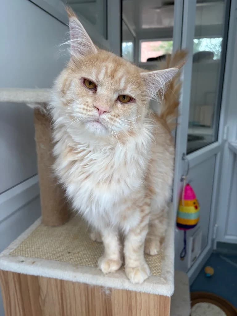Armani, male young Maine Coon for adoption at RSPCA Coventry and District Branch