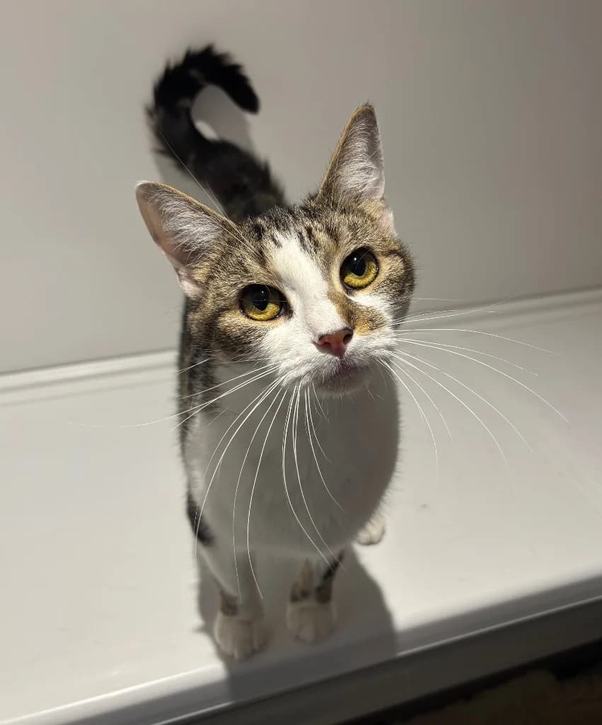 Roxi, female 4yo Mixed Breed Cat for adoption at RSPCA Coventry and District Branch