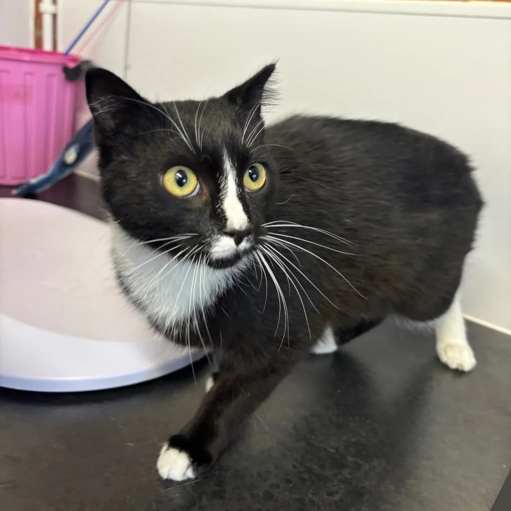 Jude, male young Mixed Breed Cat for adoption at RSPCA Coventry and District Branch