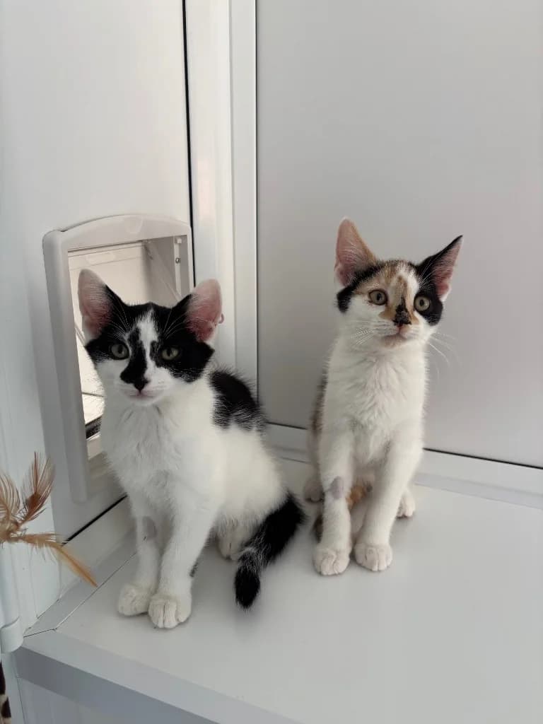 Sawyer, male puppy Mixed Breed Cat for adoption at RSPCA Coventry and District Branch