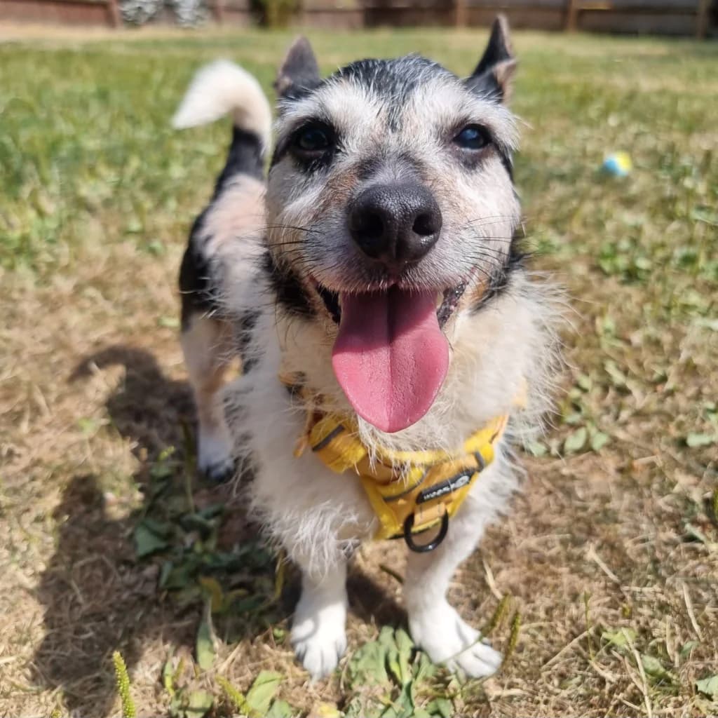 Cooper, male senior Jack Russell Terrier for adoption at RSPCA Coventry and District Branch
