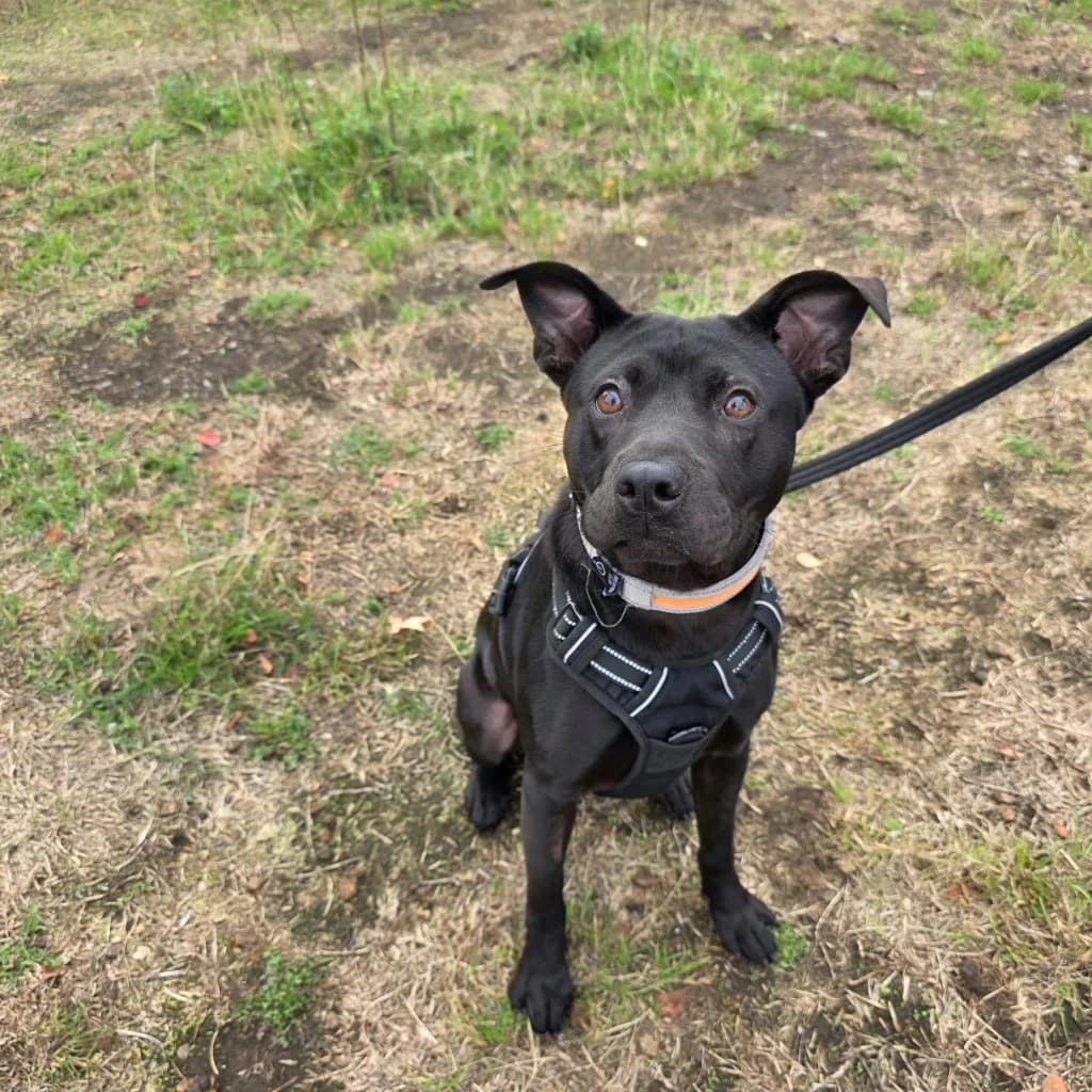 Kallie, female young Mixed Breed for adoption at RSPCA Coventry and District Branch