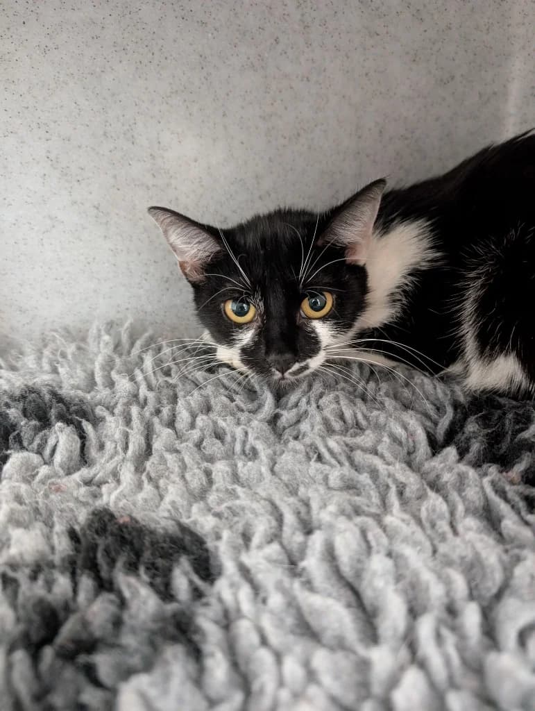 Georgina, female young Mixed Breed Cat for adoption at RSPCA Coventry and District Branch