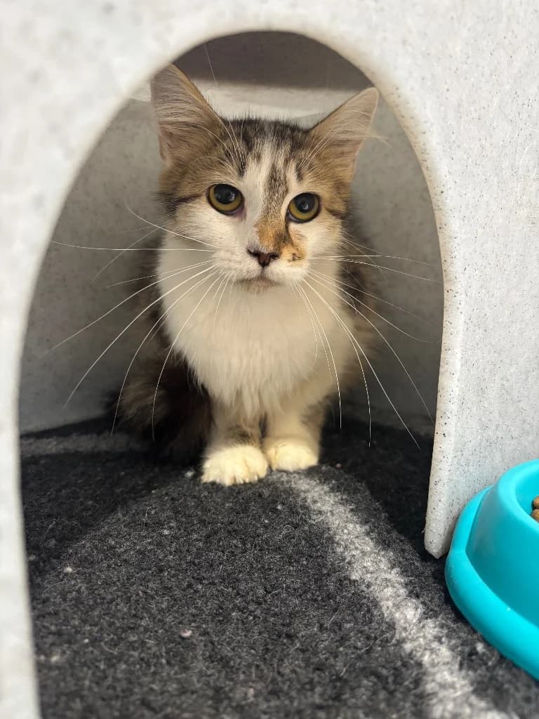 Kiara, female young Mixed Breed Cat for adoption at RSPCA Coventry and District Branch