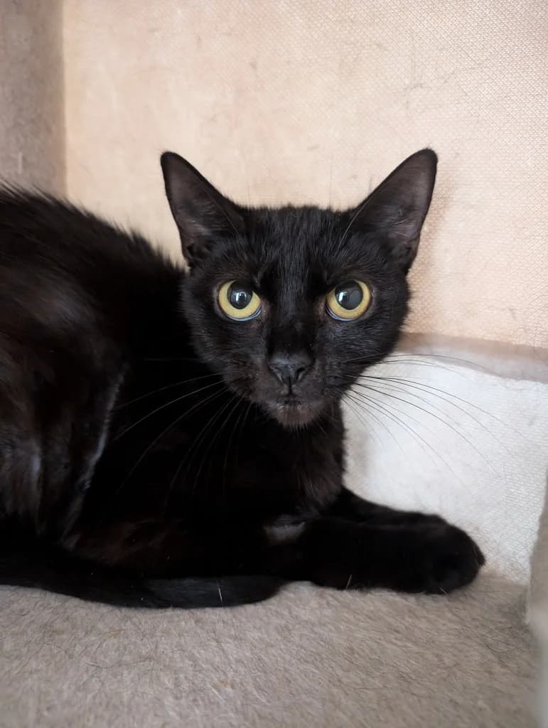 Stitch, female young Mixed Breed Cat for adoption at RSPCA Coventry and District Branch