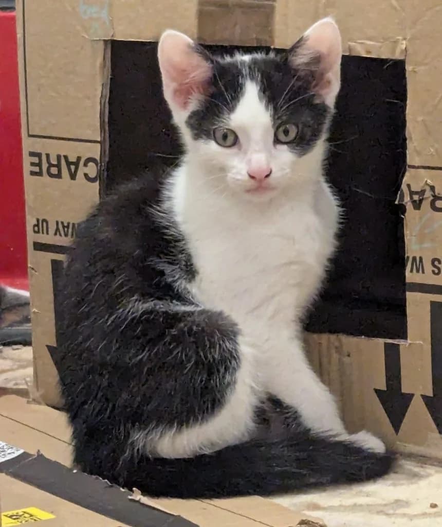 Badger, male puppy Mixed Breed Cat for adoption at RSPCA Coventry and District Branch
