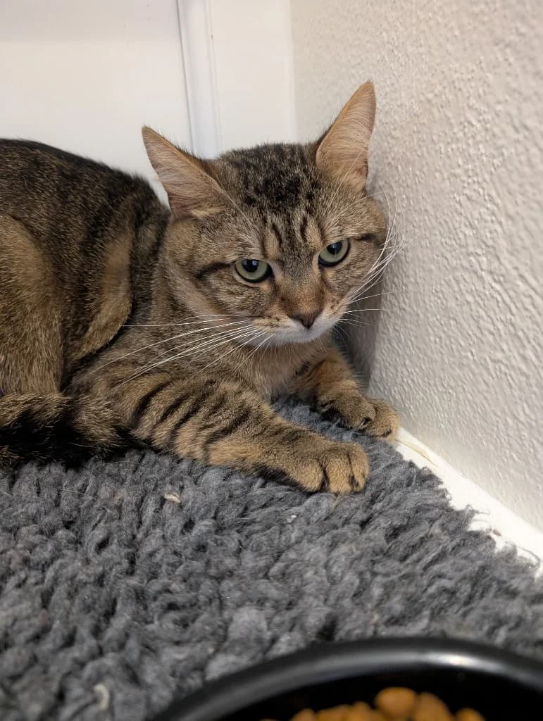 Rocky, male 3yo Mixed Breed Cat for adoption at RSPCA Coventry and District Branch