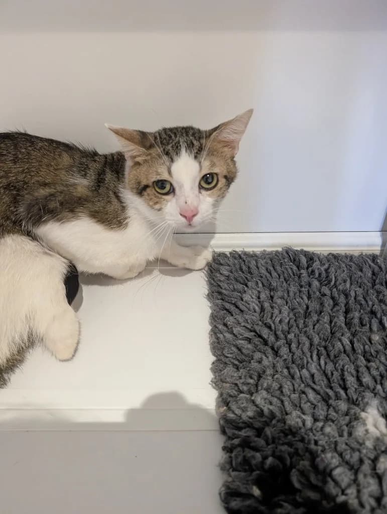 Billy, male 3yo Mixed Breed Cat for adoption at RSPCA Coventry and District Branch