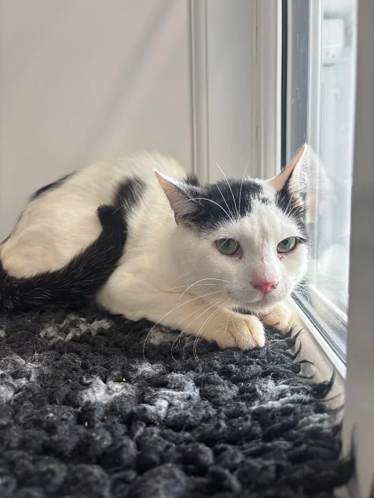 Oreo, male young Mixed Breed Cat for adoption at RSPCA Coventry and District Branch