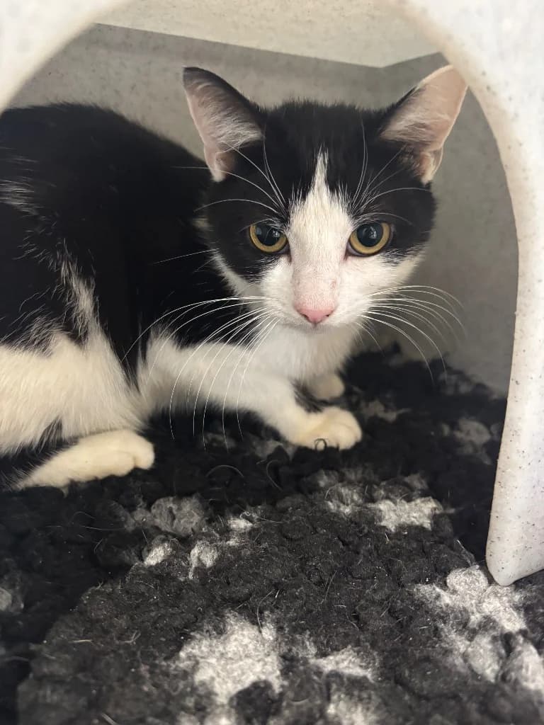 Milo, male young Mixed Breed Cat for adoption at RSPCA Coventry and District Branch