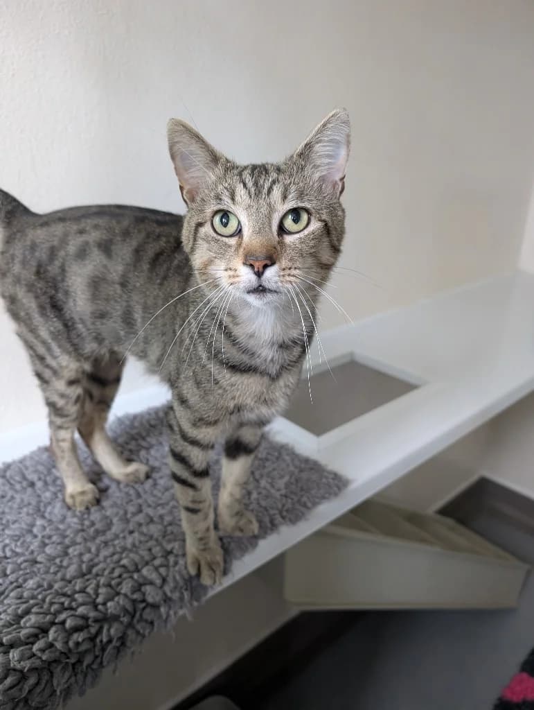 Gaston, male young Mixed Breed Cat for adoption at RSPCA Coventry and District Branch