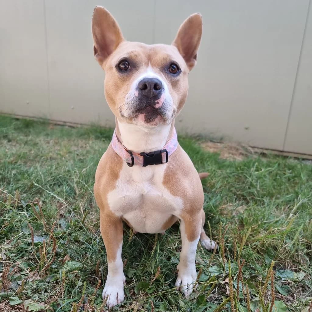Coco x, female 4yo English Bulldog for adoption at RSPCA Coventry and District Branch