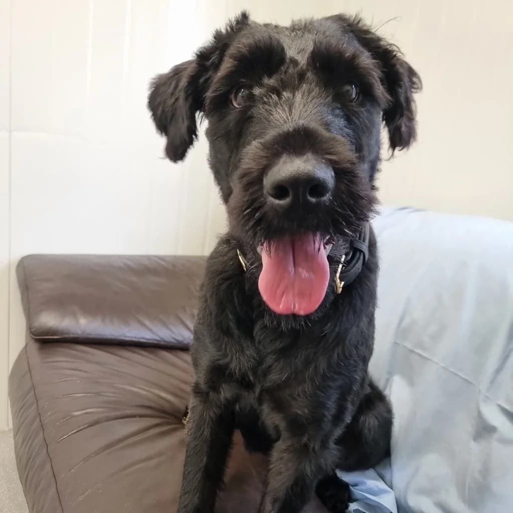 Phee, female young Giant Schnauzer for adoption at RSPCA Coventry and District Branch