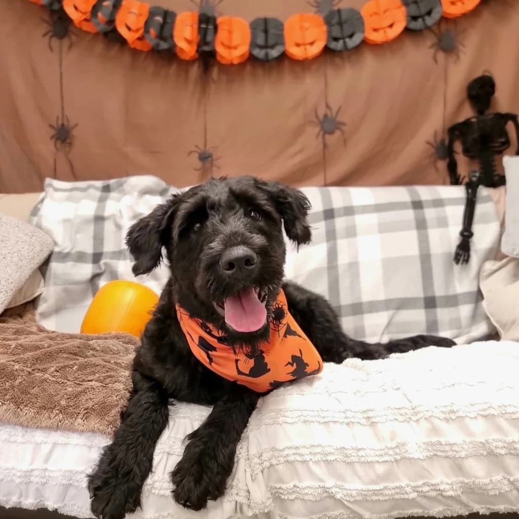 Phee, female young Giant Schnauzer for adoption at RSPCA Coventry and District Branch