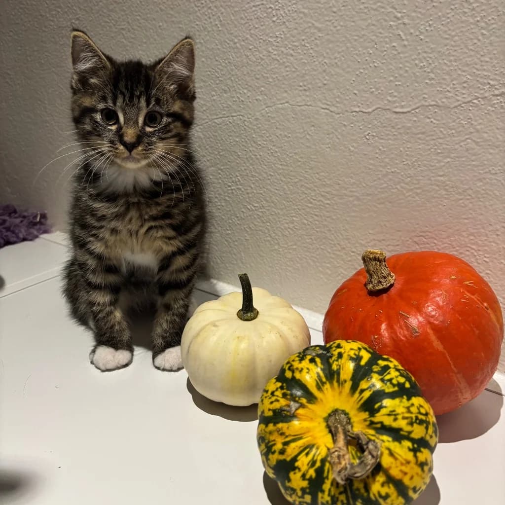 Kenji, male puppy Mixed Breed Cat for adoption at RSPCA Coventry and District Branch